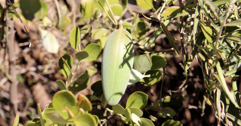 MarsdeniaAustralis